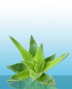 Aloevera - Bakingsoda.nl