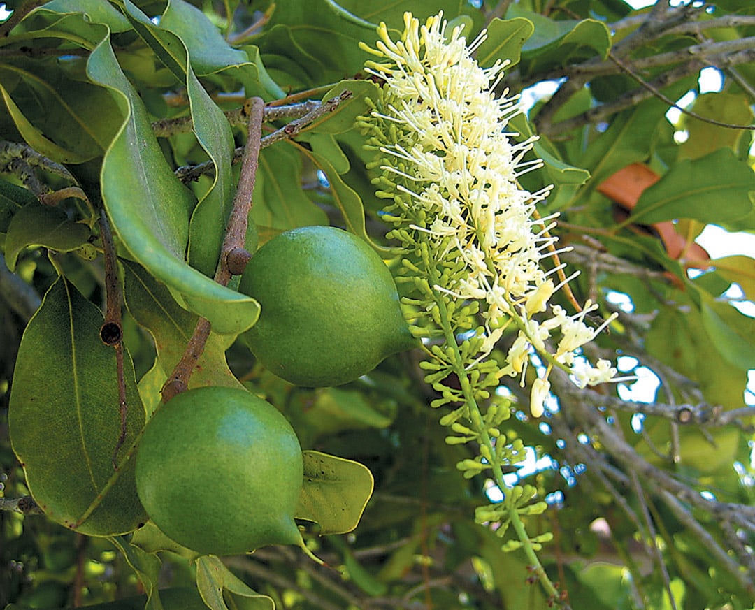 Macadamia olie - Mamado