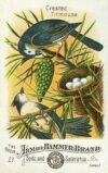 3 - Common Blue Bird