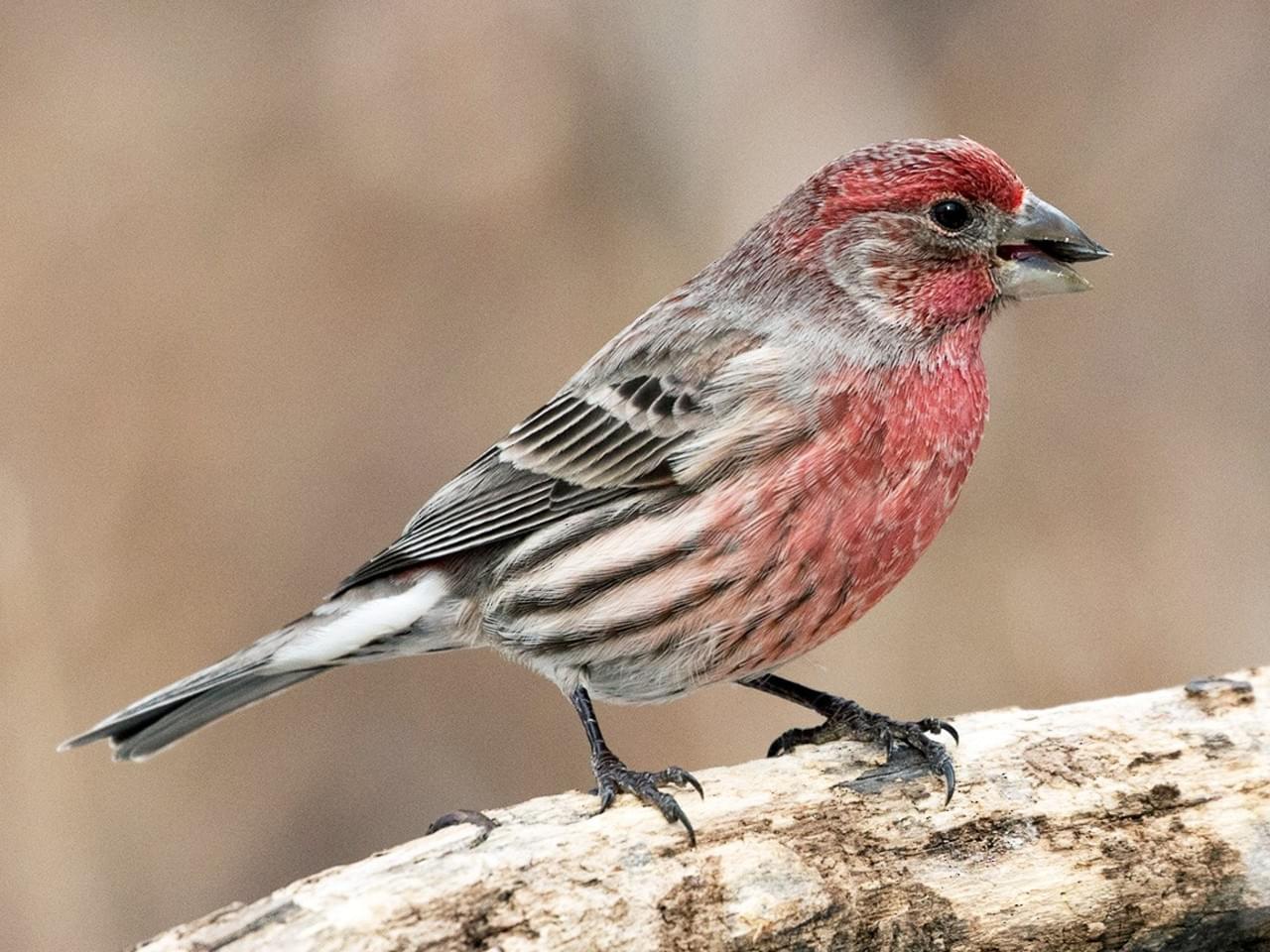 Beautiful Birds of America – 36 – Common Pine Finch - Bakingsoda