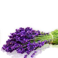 Lavendel-BakingSodaNL